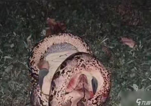 巨蟒副刀雷如何有效使用?