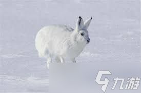 北极兔毛色冬季变白有什么好处