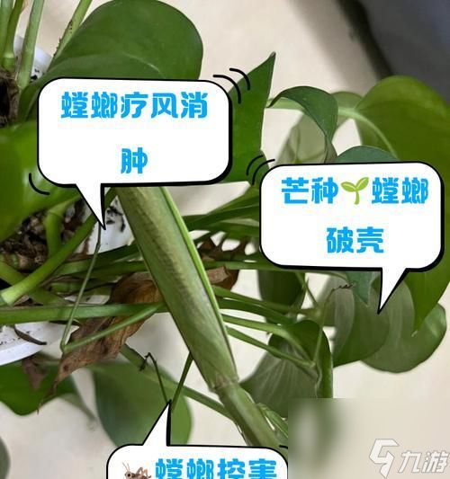 寻仙中螳螂的获取方式是什么?获取后有何用途?