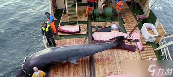 《刺客信条4》中捕杀鲸鱼攻略（在游戏中探索鲸鱼的栖息地）