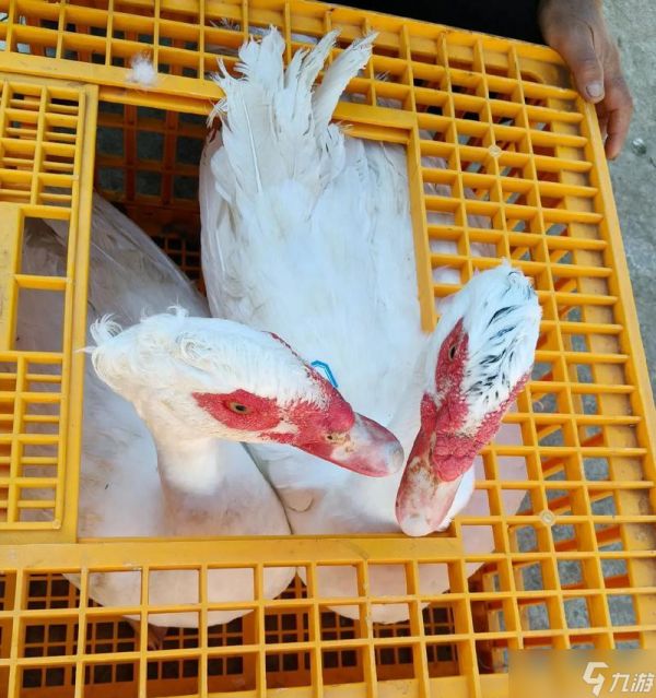 问道火鸭宠物的特性是什么？火鸭宠物的评价如何？