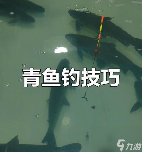 《小森生活》青鱼钓鱼攻略(快速钓到大量青鱼的技巧与地点)