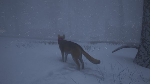 良犬：追影什么时候出 公测上线时间预告