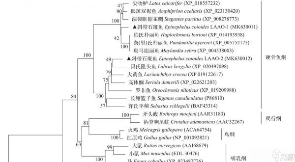 探索《游戏名》中掠食变形技能树的奥秘（解析掠食prey变形技能树的特点与应用）